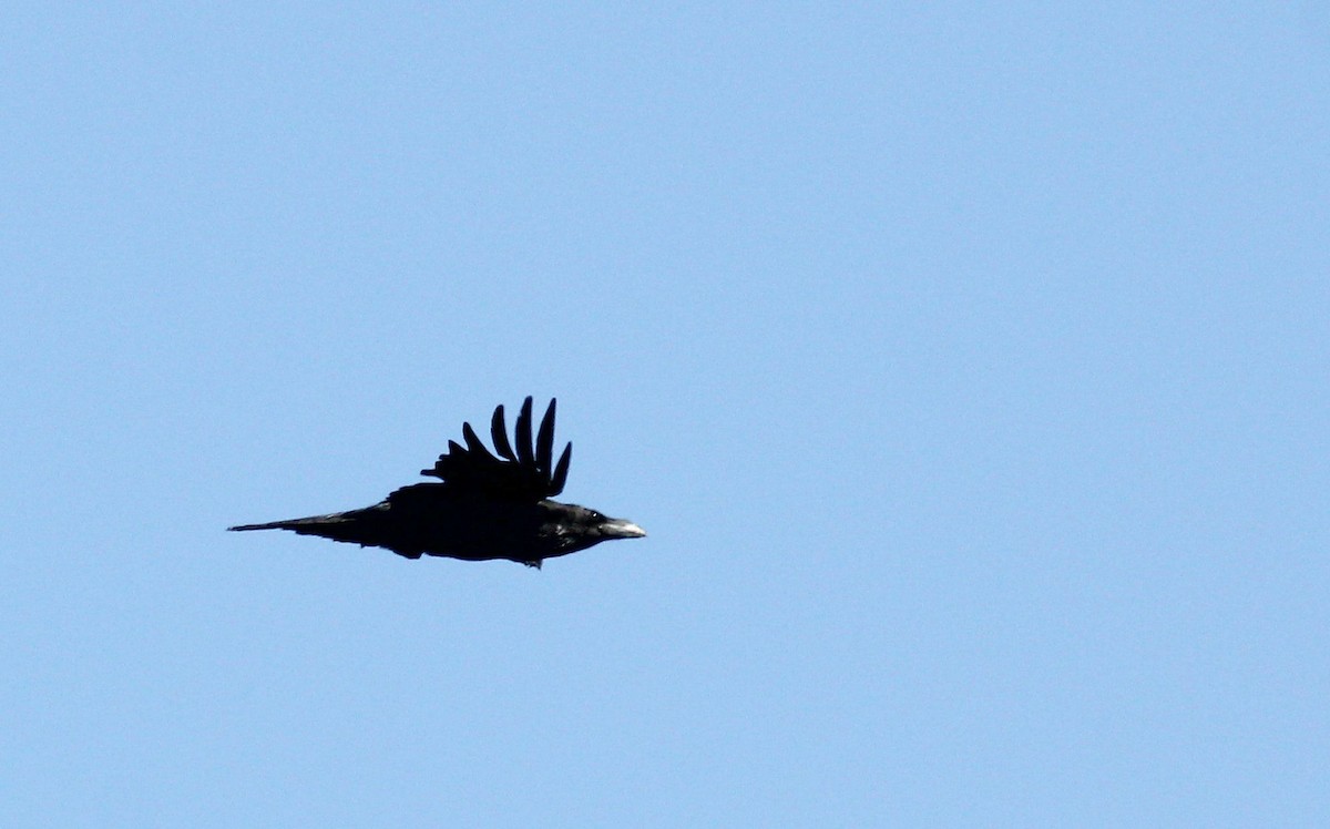 Common Raven - ML62520271