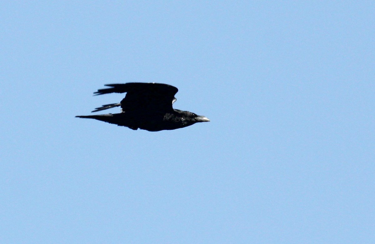 Common Raven - ML62520281
