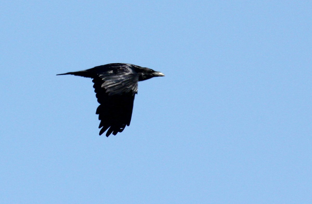 Common Raven - ML62520291