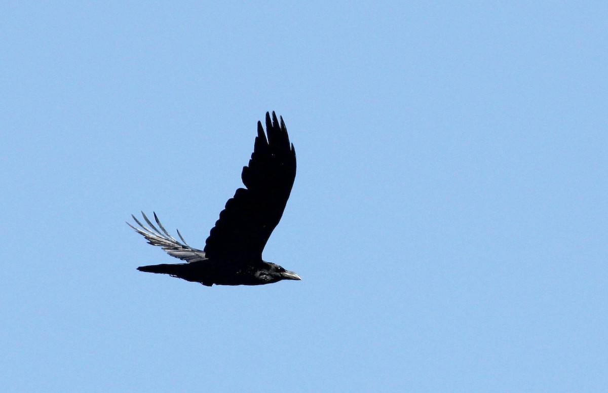 Common Raven - ML62520301