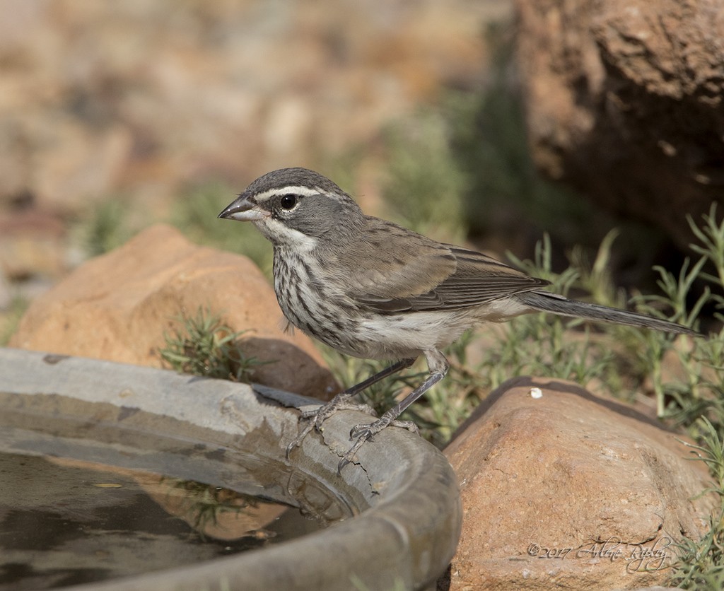 Black-throated Sparrow - ML62520471