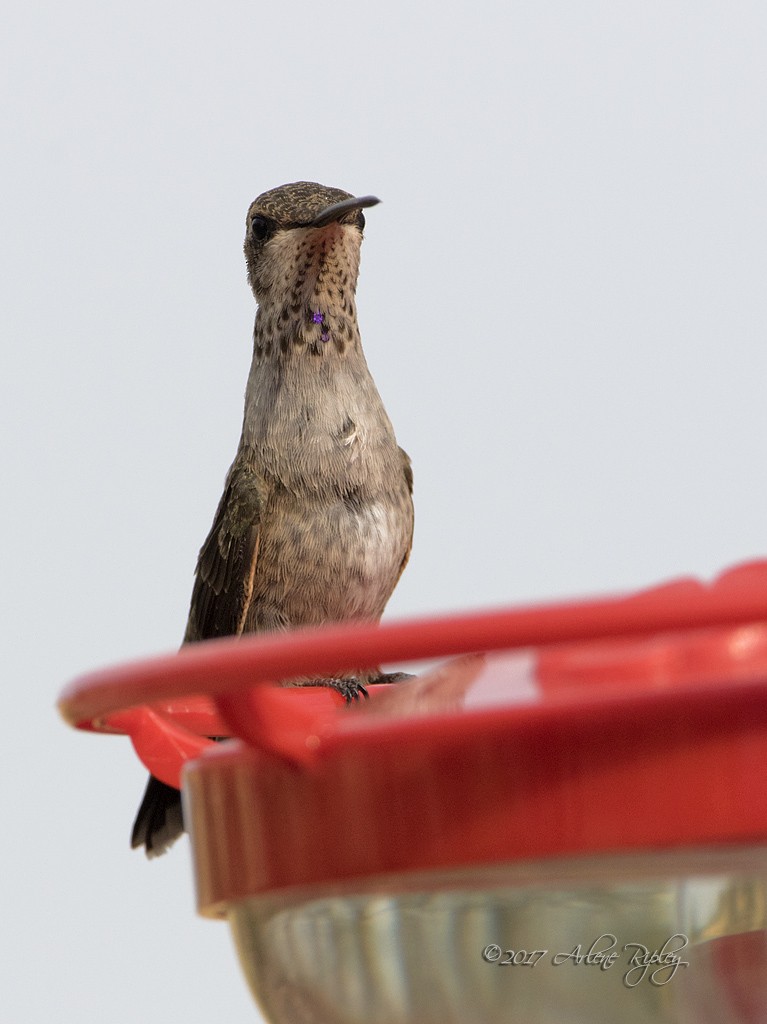 Black-chinned Hummingbird - ML62520511