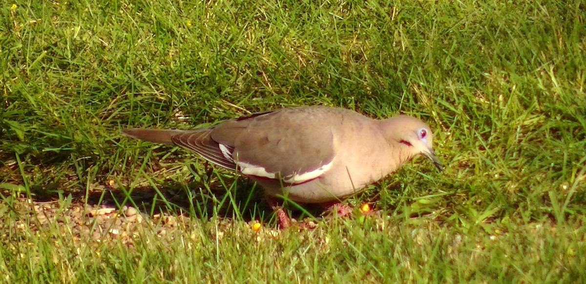 White-winged Dove - ML62523151
