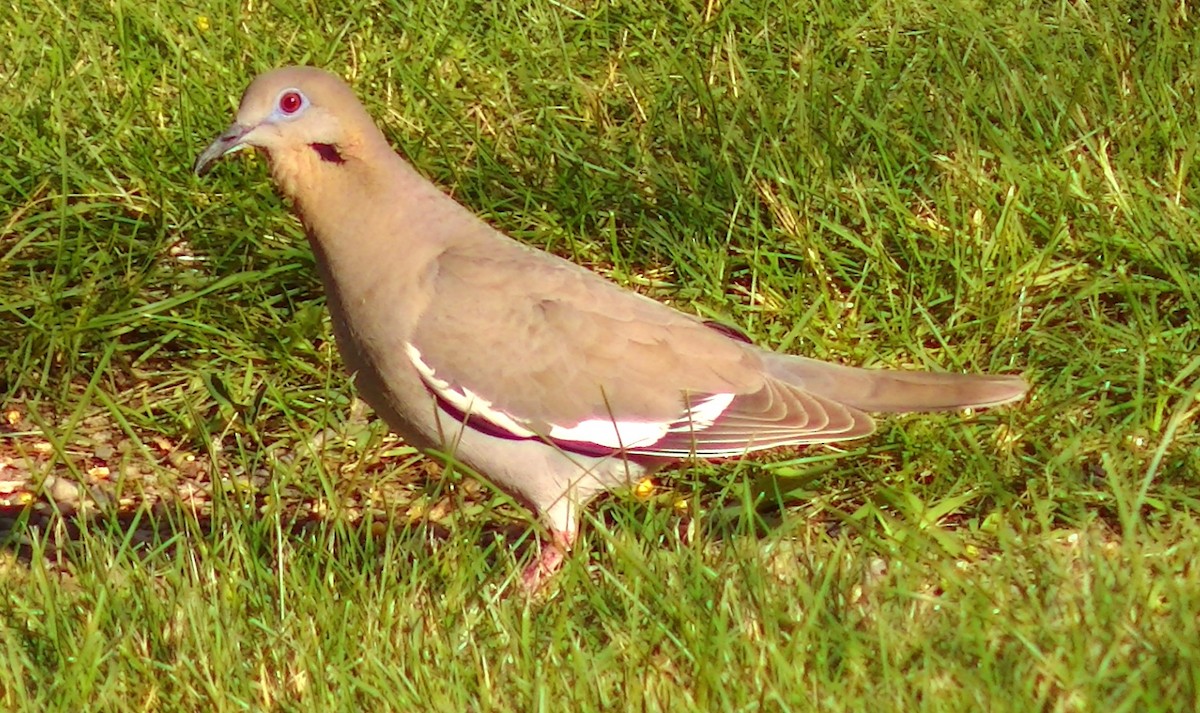 White-winged Dove - ML62523161