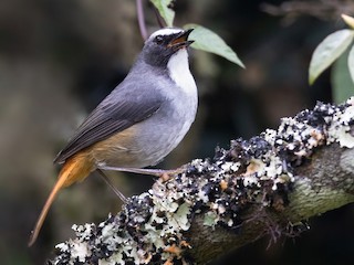 Olive-flanked Robin-Chat - Dessonornis anomalus - Birds of the World