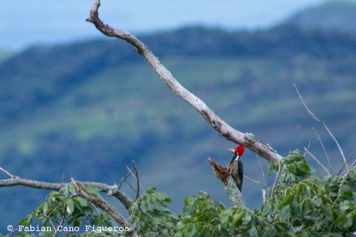Crimson-crested Woodpecker - Fabian Cano IG @birdink.travel
