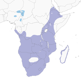 Distribution of the Three-banded Plove - Range Map