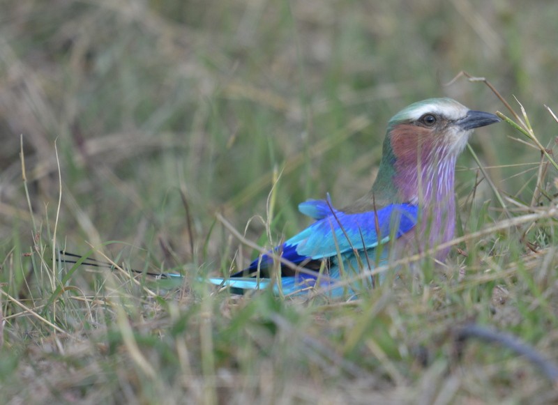 Lilac-breasted Roller - ML62524341