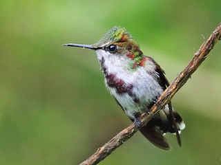 Immature male - William Price - ML625243477