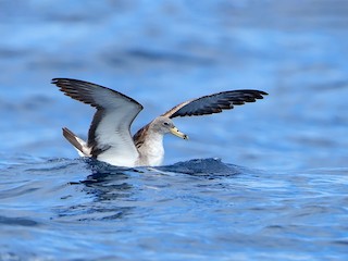  - Daniel López-Velasco | Ornis Birding Expeditions - ML625253130