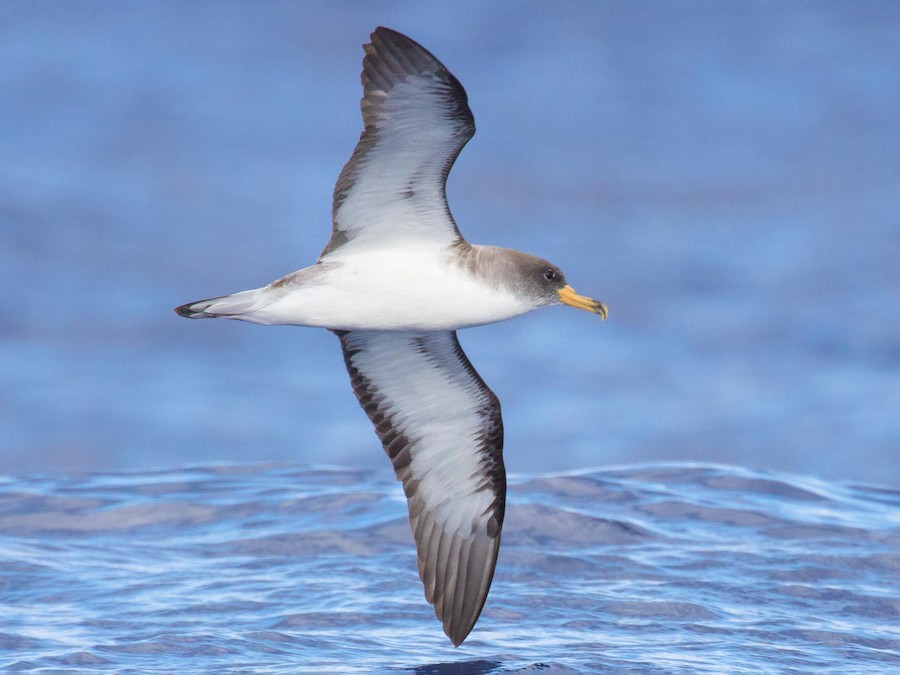 Cory's Shearwater