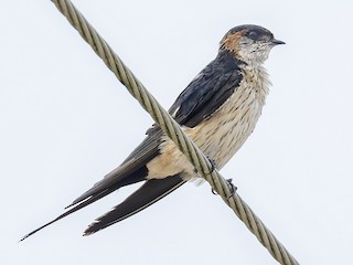 Adult (Striated) - Parthasarathi Chakrabarti - ML625261169