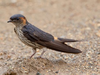 Adult (Striated) - Ayuwat Jearwattanakanok - ML625261171