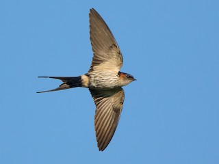 Adult (Striated) - Ayuwat Jearwattanakanok - ML625261172