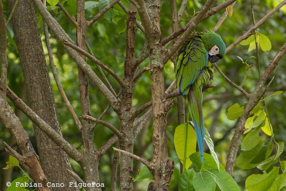 Chestnut-fronted Macaw - Fabian Cano IG @birdink.travel