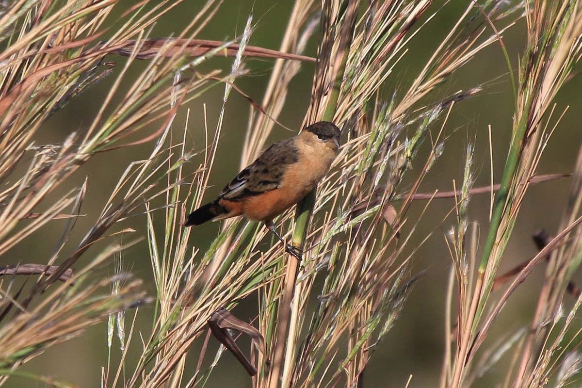 Black-and-tawny Seedeater - Fabio Olmos