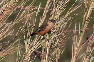  - Black-and-tawny Seedeater