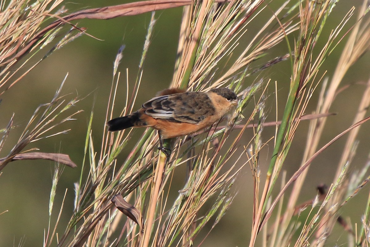 Black-and-tawny Seedeater - ML62526841