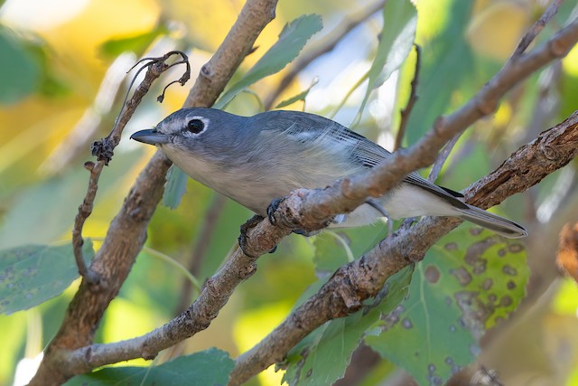 Plumbeous Vireo