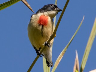  - Timor Flowerpecker