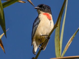  - Timor Flowerpecker