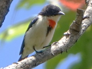  - Timor Flowerpecker