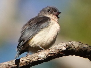  - Timor Flowerpecker