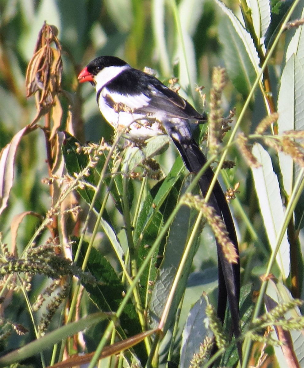 Pin-tailed Whydah - ML62530411