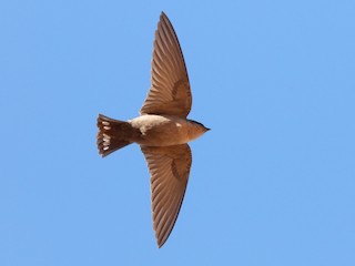 Southern Crag-Martin - eBird