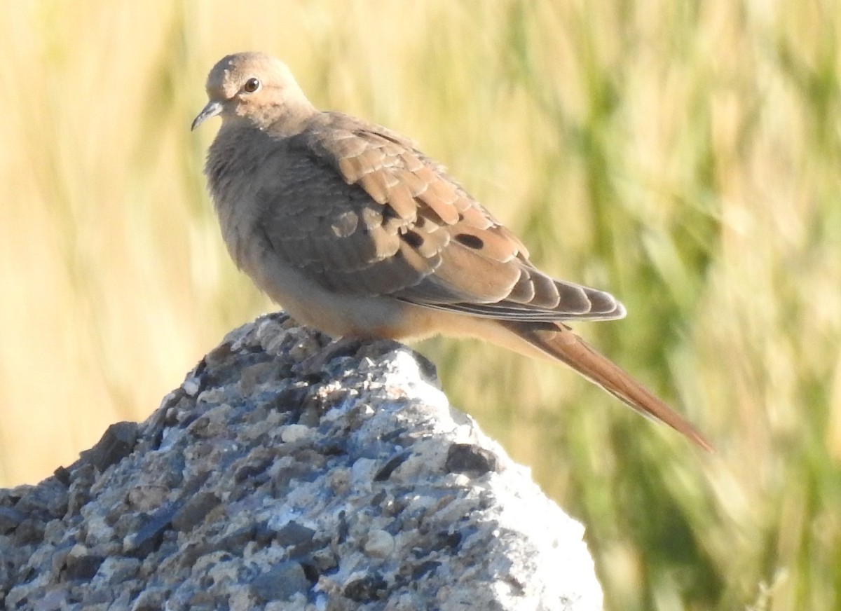 Mourning Dove - Shane Sater