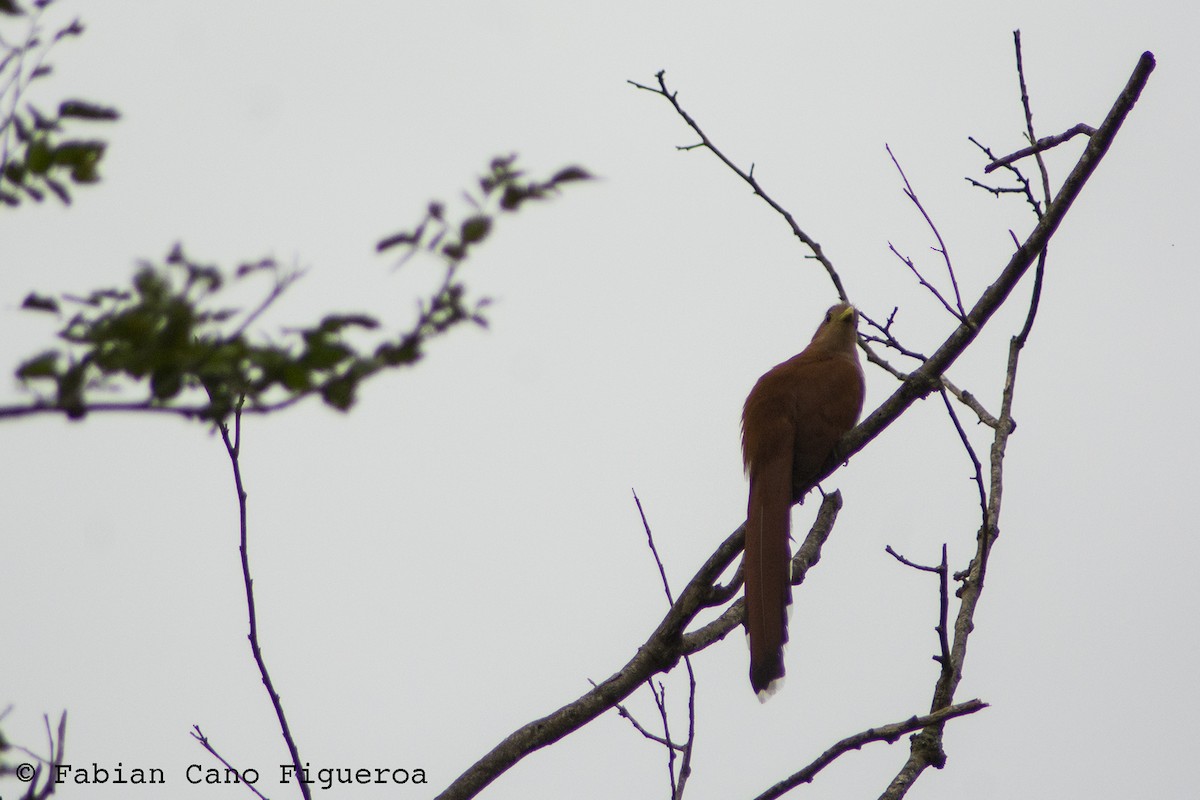 Squirrel Cuckoo - Fabian Cano IG @birdink.travel