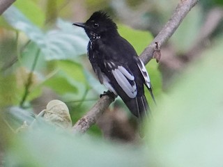 Adult (White-winged) - Steve Kornfeld - ML625329026