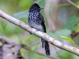 Adult (White-winged) - Yann Muzika - ML625329027