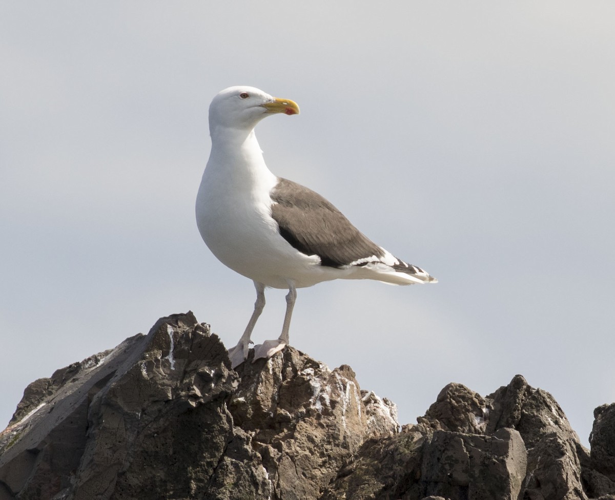 Great Black-backed Gull - Mouser Williams