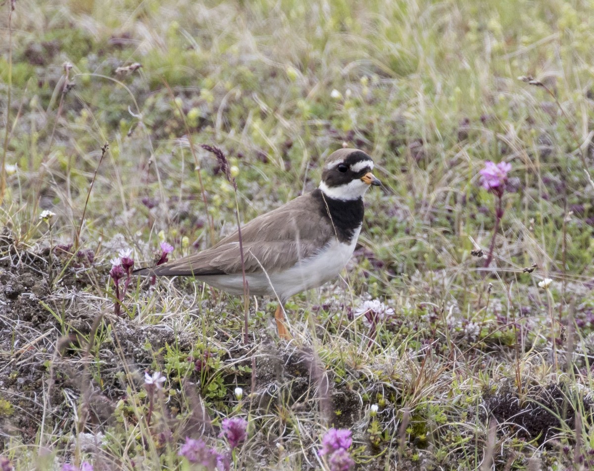 Common Ringed Plover - ML62533591