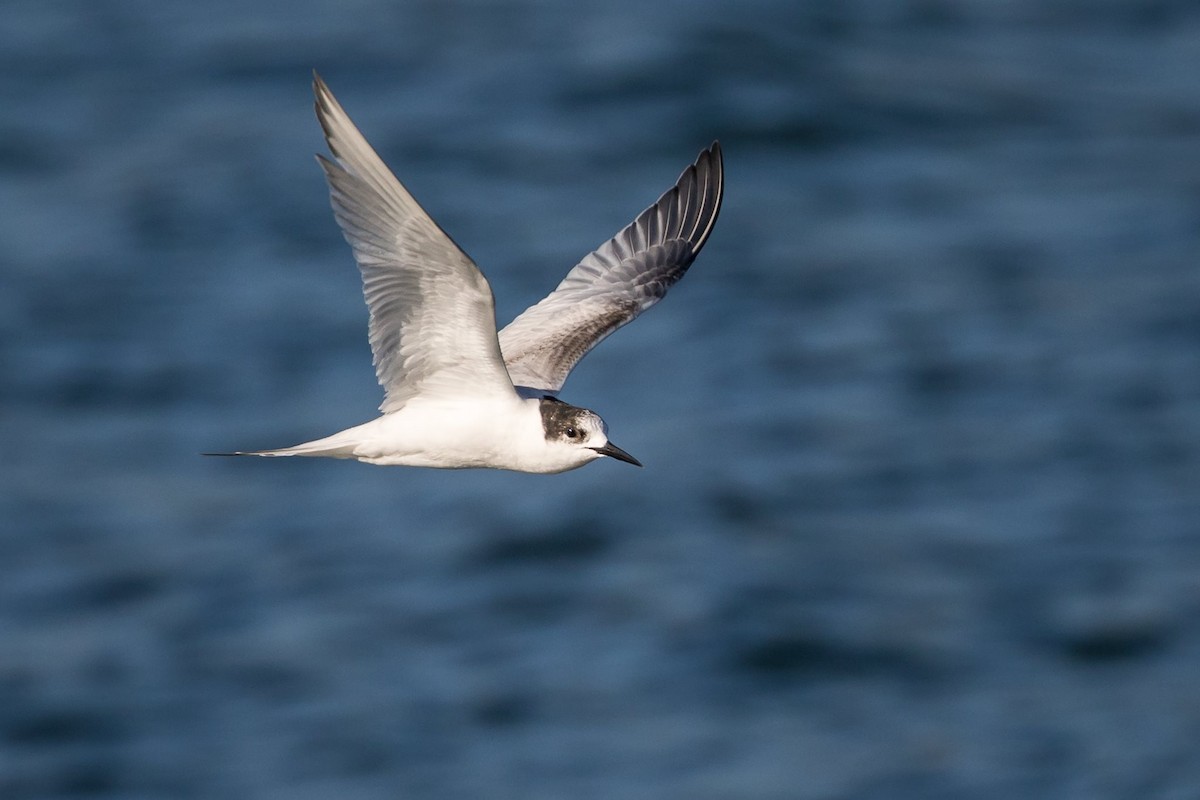 White-fronted Tern - ML62533781