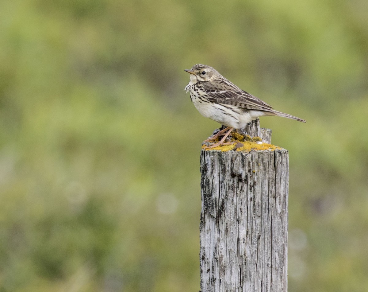 Meadow Pipit - ML62534271