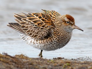 Breeding adult - Сергей Кукуев - ML625365182