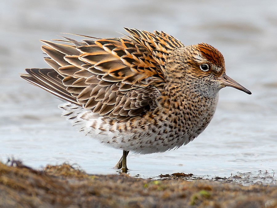 Sharp-tailed Sandpiper