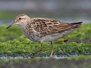 Breeding adult - Dave Bakewell - ML625365250