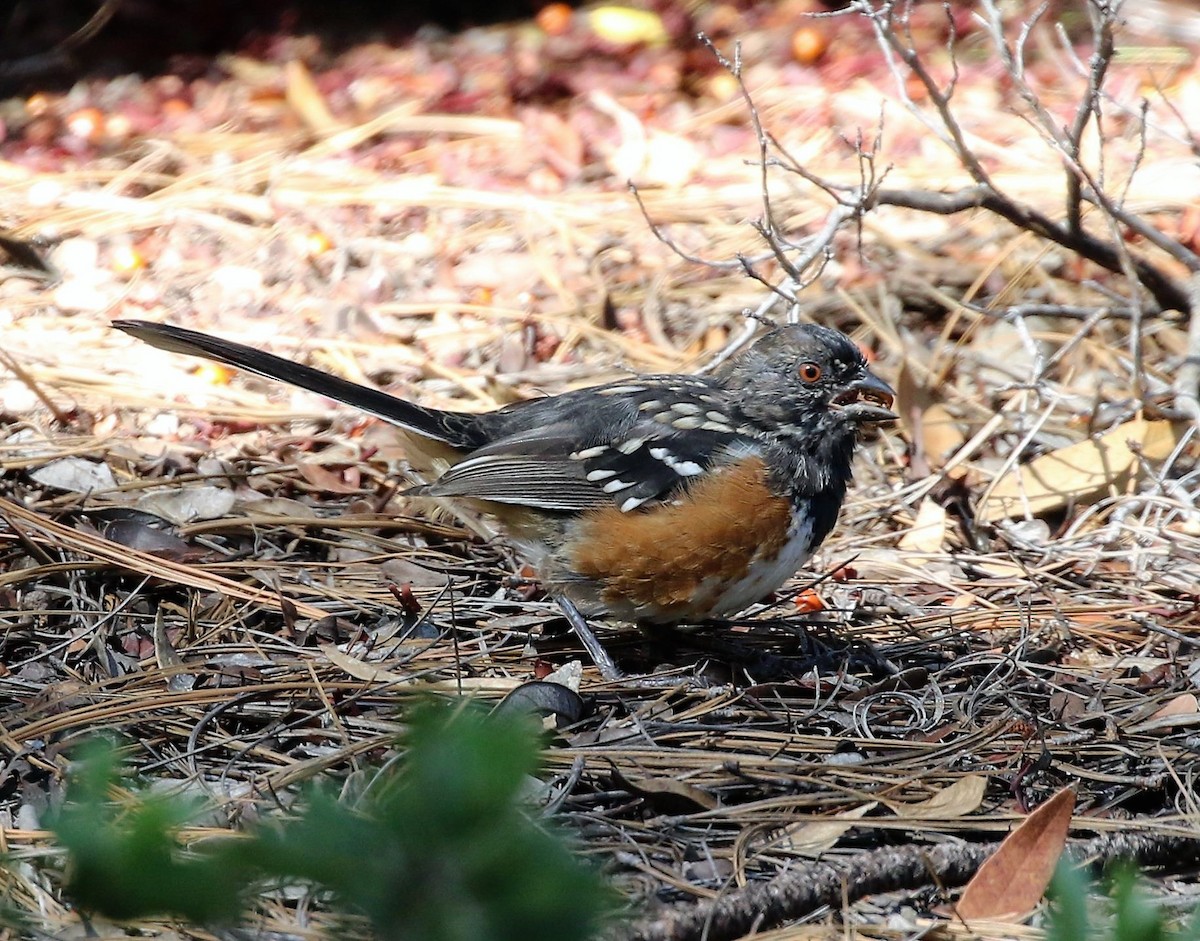 Spotted Towhee - Ann Vaughan