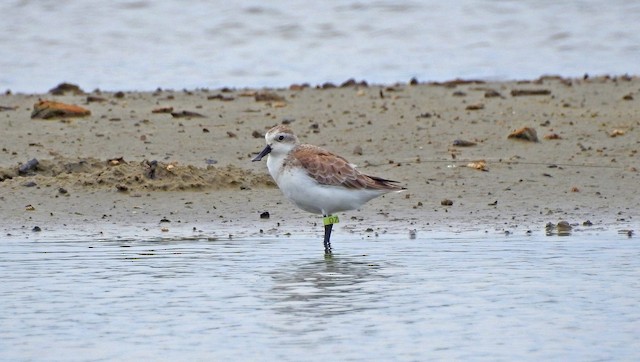  - Spoon-billed Sandpiper - 