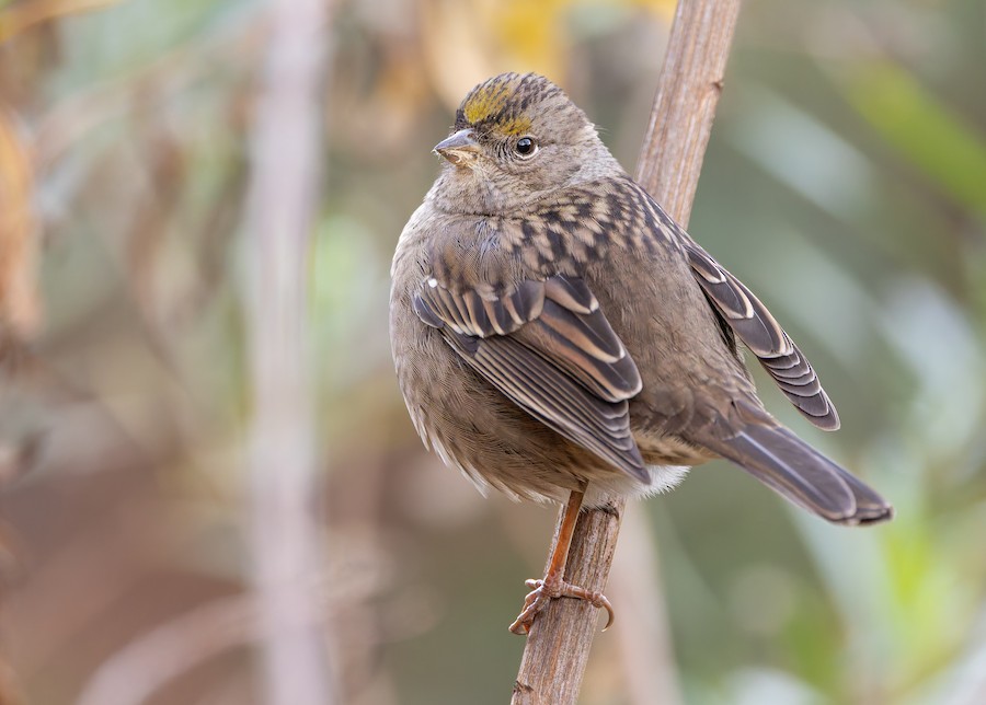 Golden-crowned Sparrow