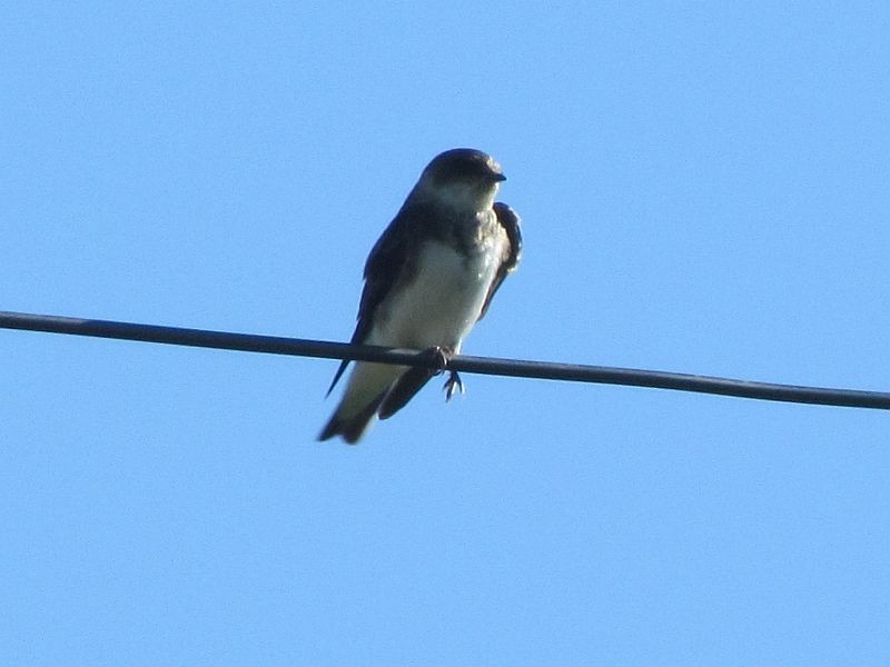 Bank Swallow - Tracy The Birder