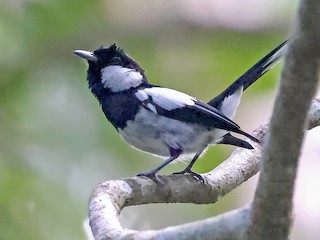  - Kolombangara Monarch