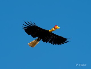  - Wrinkled Hornbill