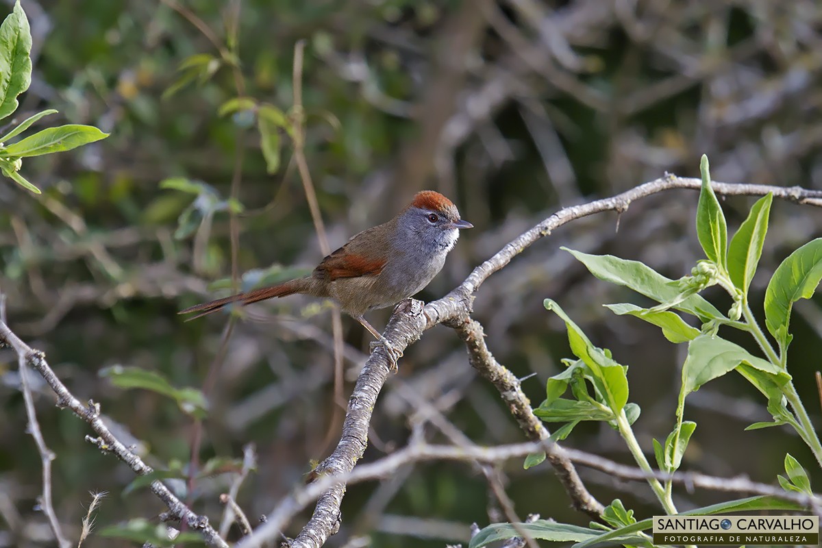 Sooty-fronted Spinetail - ML62547251