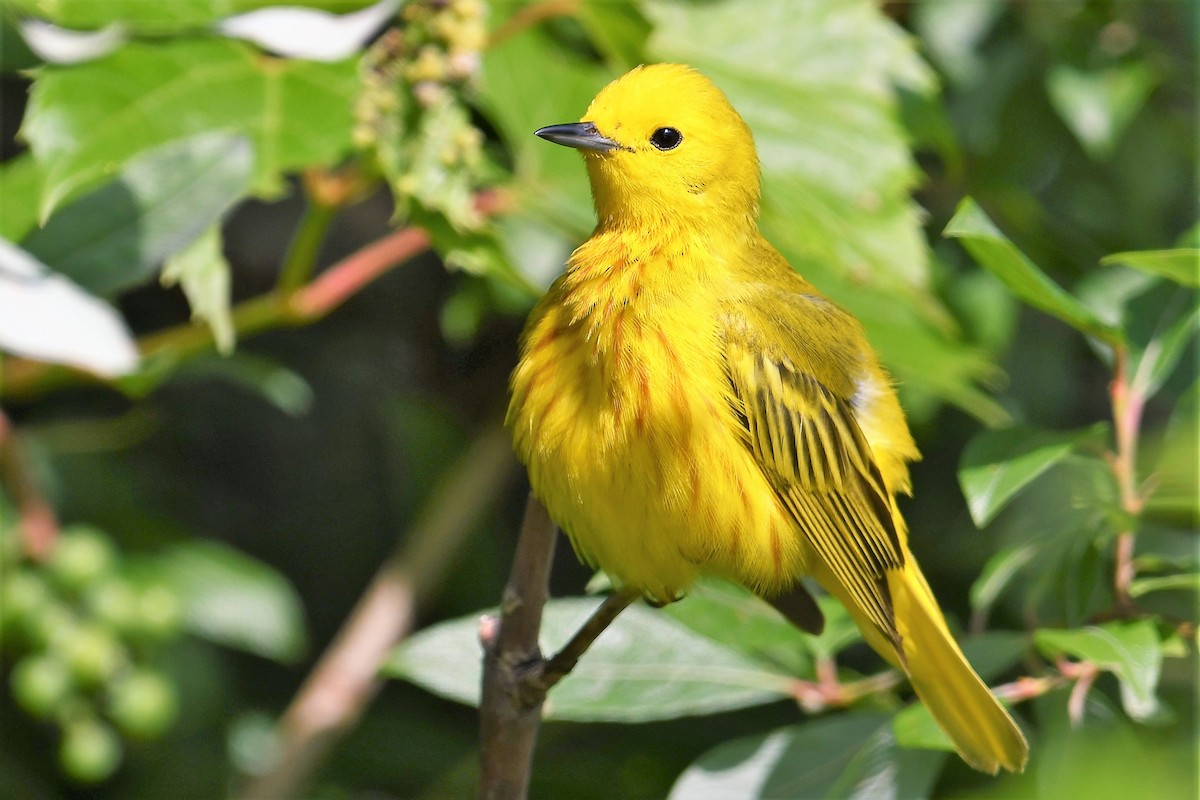 Yellow Warbler - David Brotz