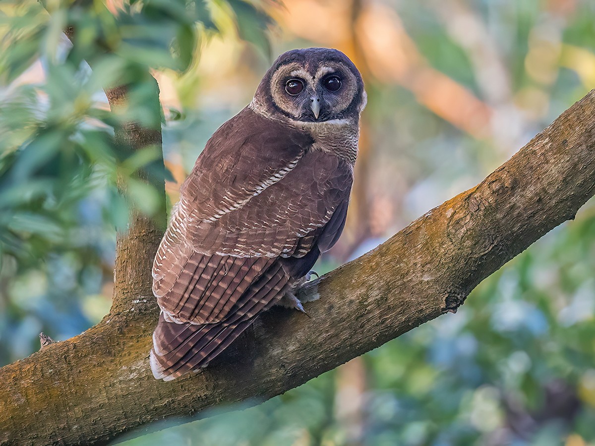 Brown Wood-Owl - Strix leptogrammica - Birds of the World