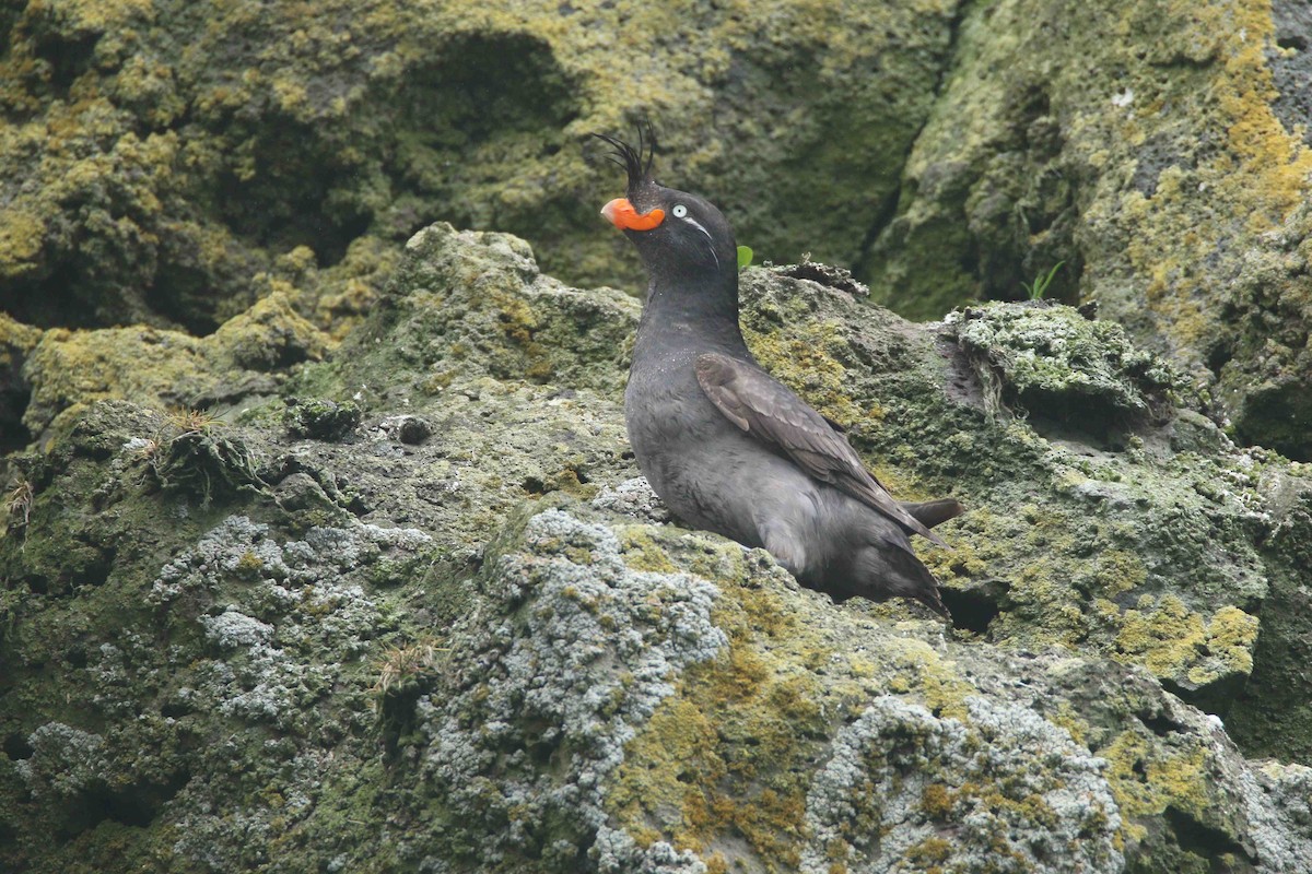 Crested Auklet - ML62552741